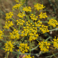 foeniculum_vulgare5md