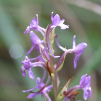 Gymnadenia_conopsea