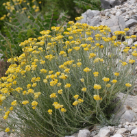 helichrysum_stoechas6md