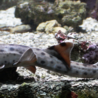 Hemiscyllium ocellatum (Requin chabot ocellé)