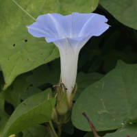 ipomoea_indica4md