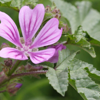 malva_sylvestris3abd