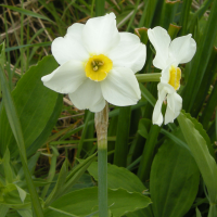 Narcissus x medioluteus (Narcisse à deux fleurs)