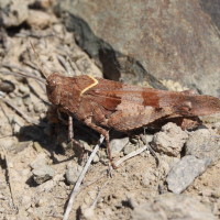 Oedipoda caerulescens (Oedipode bleue)