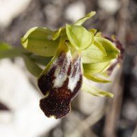 ophrys_fusca2md