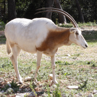 Oryx dammah (Oryx algazelle)