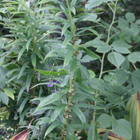 polygonatum_verticillatum3md