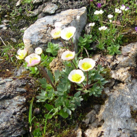 ranunculus_glacialis3md