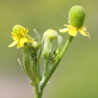 ranunculus_sceleratus3md