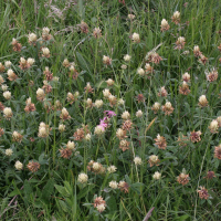 Trifolium ochroleucon (Trèfle jaunâtre, Trèfle beige, Trèfle jaune pâle)