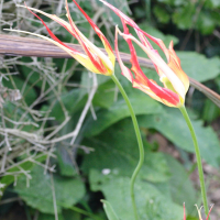 tulipa_acuminata1md