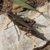 aiolopus_strepens2bd (Aiolopus strepens)