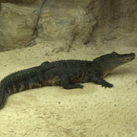 alligator_mississipiensis5md