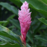 alpinia_purpurata5md (Alpinia purpurata)