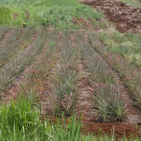 ananas_comosus6md (Ananas comosus)