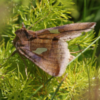 autographa_bractea3bd (Autographa bractea)