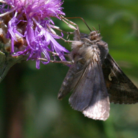 autographa_gamma3bd (Autographa gamma)