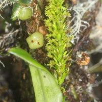 benthamia_nigrescens3md (Benthamia nigrescens)