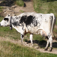 Bos taurus (16) (Vache race Vosgienne)