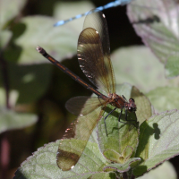 calopteryx_haemorrhoidalis4md (Calopteryx haemorrhoidalis)