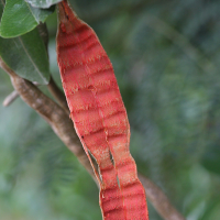 capparis_flexuosa2md (Capparis flexuosa)