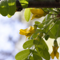 Caragana arborescens (Caraganier de Sibérie, Arbre aux pois, Acacia jaune)