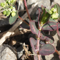 chamaesyce_lasiocarpa2md (Euphorbia lasiocarpa)