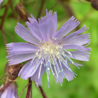 cicerbita_alpina2bmd (Cicerbita alpina)