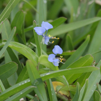 commelina_diffusa1bd (Commelina diffusa)