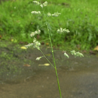 dactylis_glomerata2md (Dactylis glomerata)