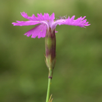 dianthus_seguieri_pseudocollinus3md (Dianthus seguieri ssp. pseudocollinus)