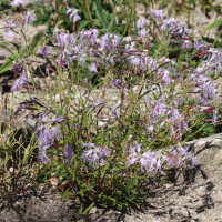 Dianthus superbus (Œillet superbe)