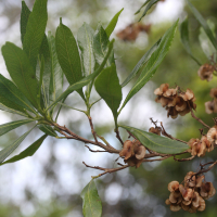 dodonaea_viscosa6md (Dodonaea viscosa)