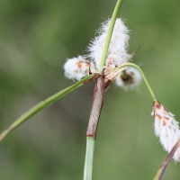 eriophorum_angustifolium5md (Eriophorum angustifolium)