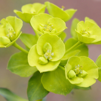 Euphorbia_nicaeensis (Euphorbia nicaeensis)