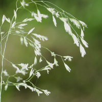 festuca_altissima2md