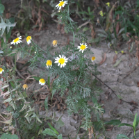 Glebionis coronaria (Chrysanthème couronné, Chrysanthème des jardins)