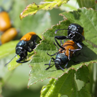 labidostomis_longimana3bd