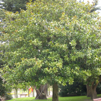 Magnolia grandiflora (Magnolia d'été, Magnolia à grandes fleurs)
