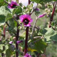 Malva_arborea