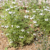 nigella_sativa4md