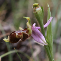 ophrys_scolopax2md