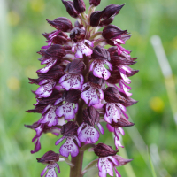 orchis_purpurea5md