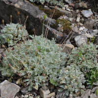 Papaver lapeyrousianum (Pavot de La Peyrouse)