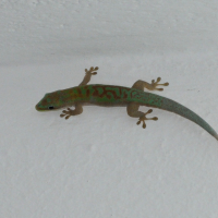 Phelsuma modesta (Gecko)