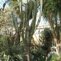 Pilosocereus catingicola (Cactus cierge)