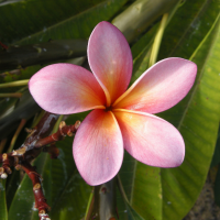 plumeria_rubra2md