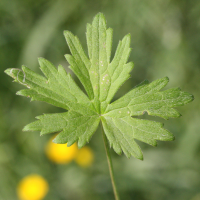 ranunculus_acris2md