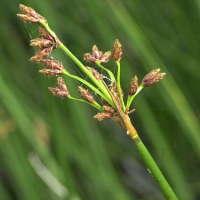 scirpus_lacustris3md