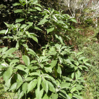Solanum mauritianum (Bringelier marron, Tabac marron)